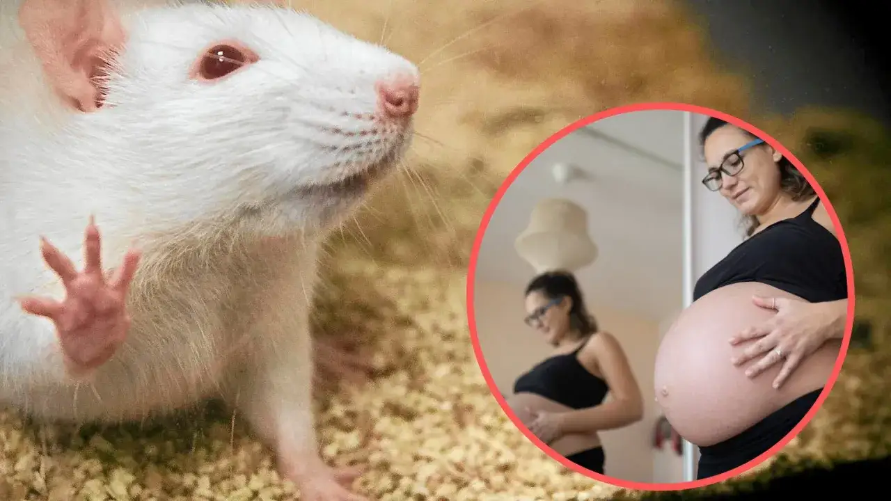 Biały szczur z łapką na szybie i kobieta w ciąży. Zastanawiamy się, ile szczur jest w ciąży.
