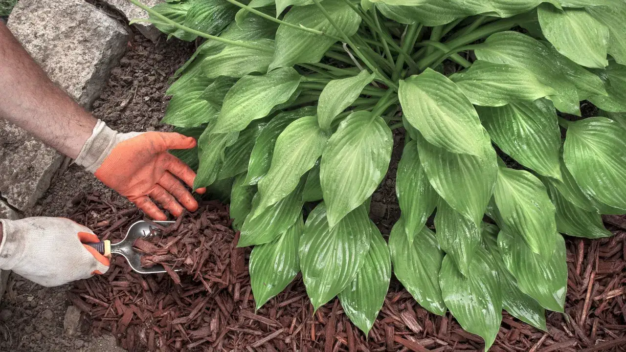 Funkia: Jaka gleba? Odkryj idealne podłoże i unikaj błędów.