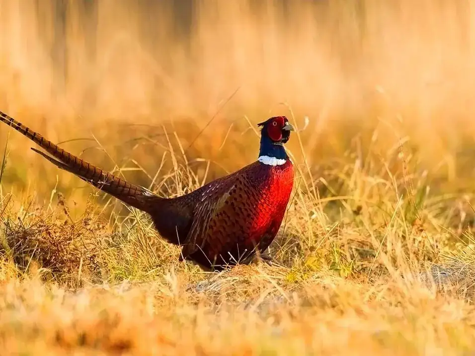 Bażant czym się żywi - poznaj tajemnice diety tego ptaka