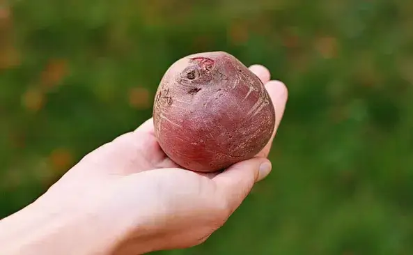 Gotowany burak: kalorie, IG i wartości. Czy jest dla Ciebie?