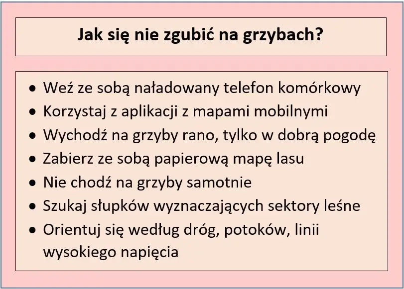 Jak nie zgubić się w lesie na grzybach? Praktyczny przewodnik