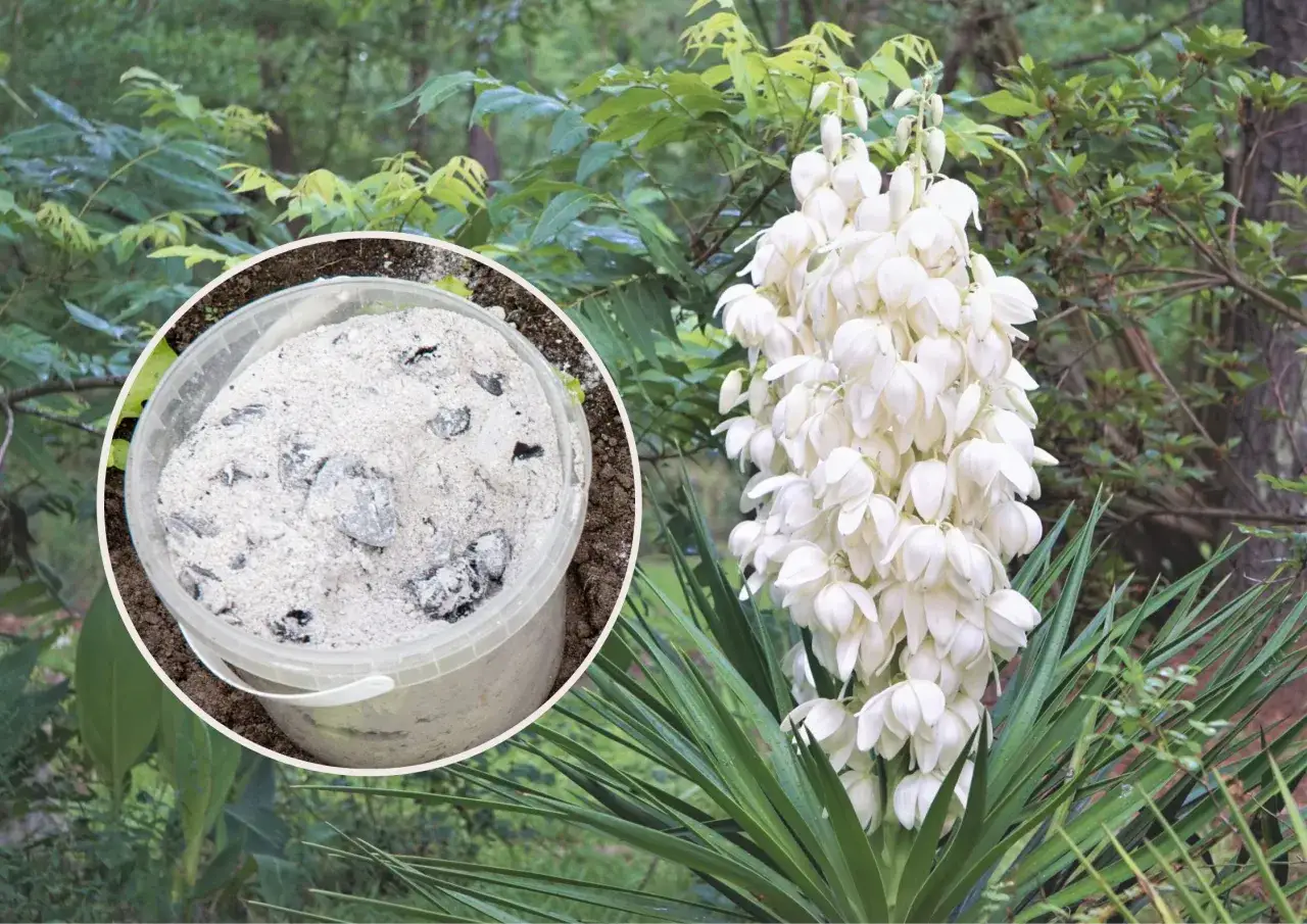 Jak kwitnie juka i co zrobić, aby pięknie zakwitła?