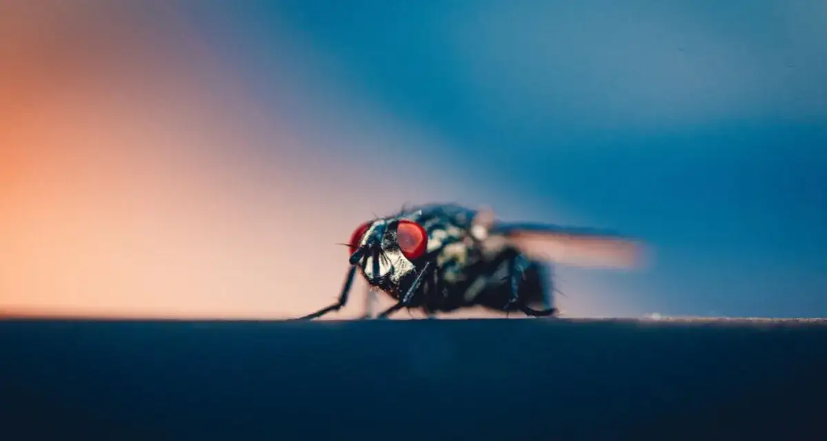 Skuteczne sposoby na odstraszenie much z elewacji – jak pozbyć się problemu na dobre