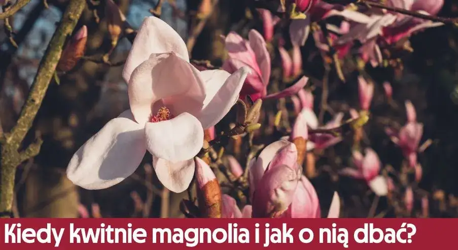 Kiedy magnolia kwitnie po raz pierwszy? Odkryj kluczowe czynniki