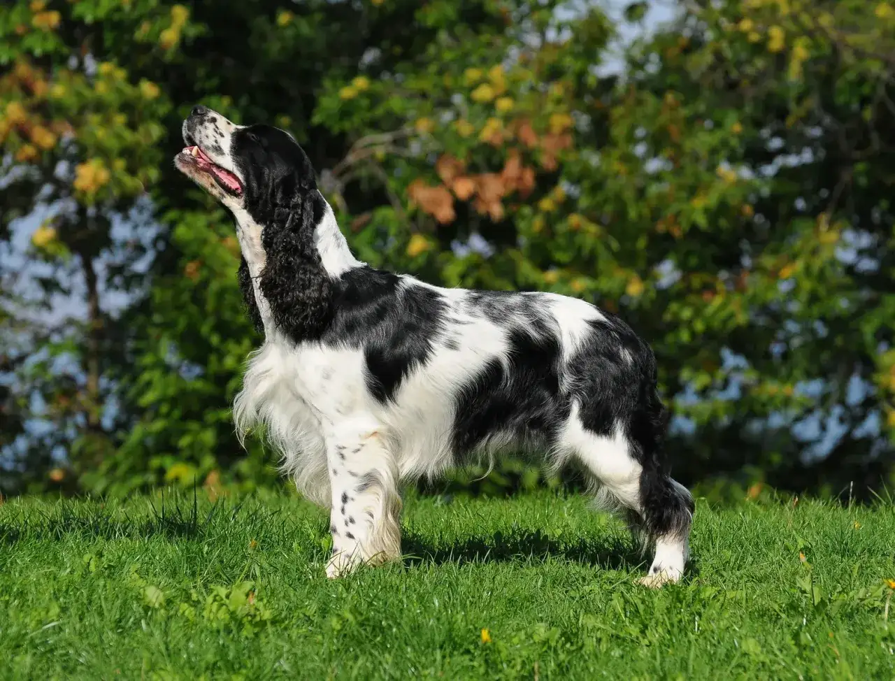 Elegancki springer spaniel angielski w czarno-białe łaty, z uszami opadającymi ku dołowi, stoi na zielonej trawie.