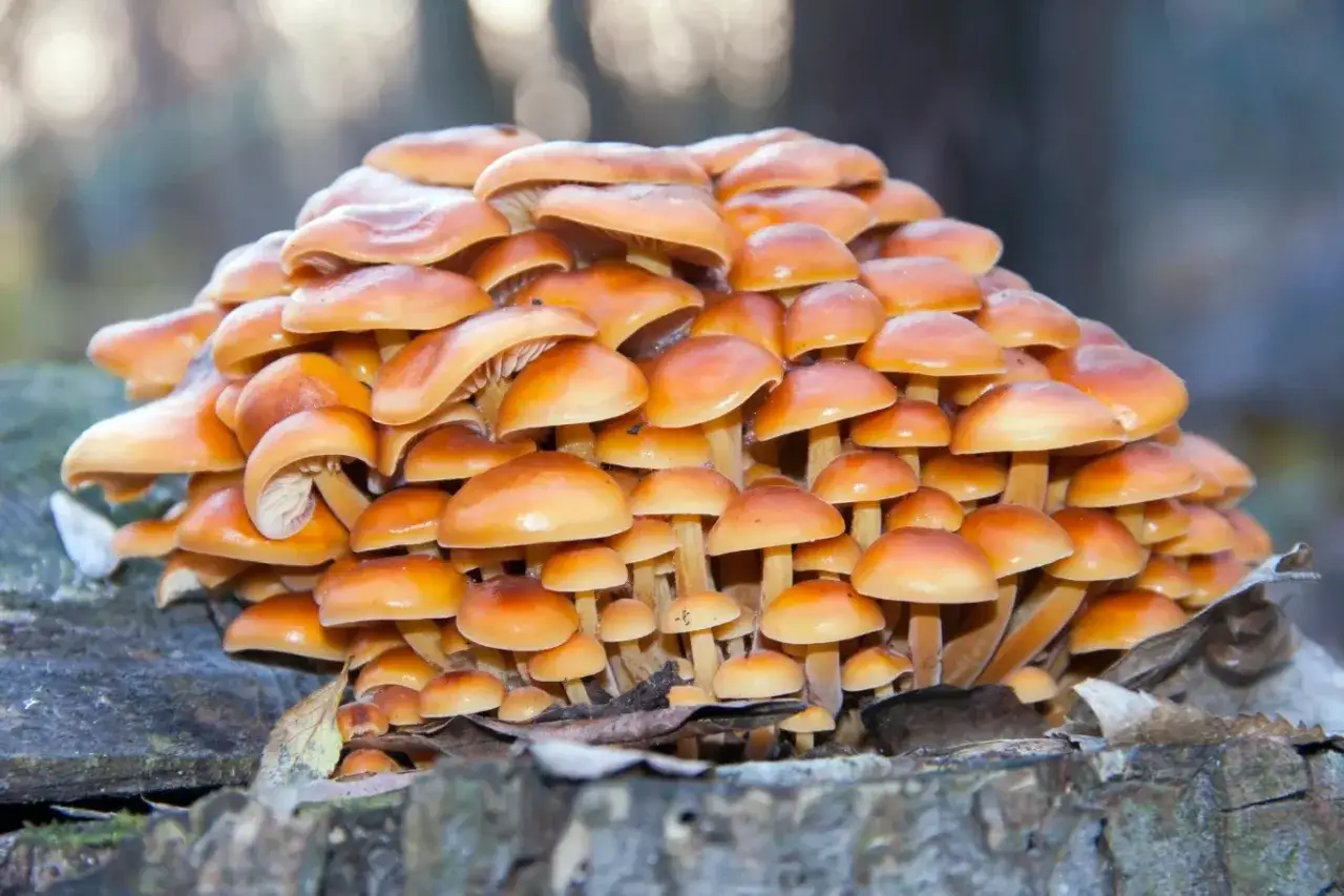 Grzyby zimą w lesie? Tak! Gdzie i jak szukać jadalnych gatunków