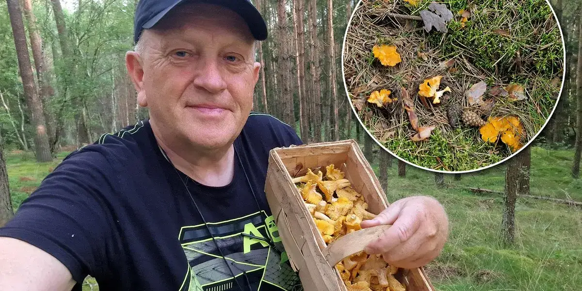 Gdzie szukać kurek? Sprawdzone wskazówki dla grzybiarzy