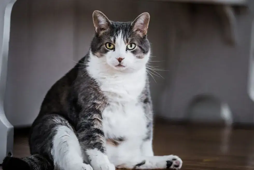 Kiedy sterylizować kotkę, aby uniknąć poważnych problemów zdrowotnych?