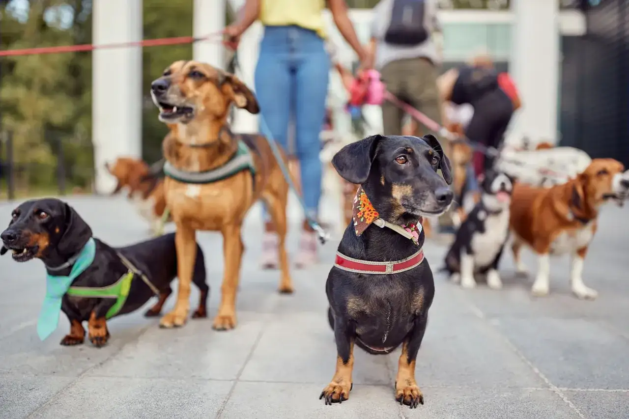 Szczeniak w zielonych szelkach z zielonym krawatem, obok inne psy na spacerze. Jakie szelki dla szczeniaka?