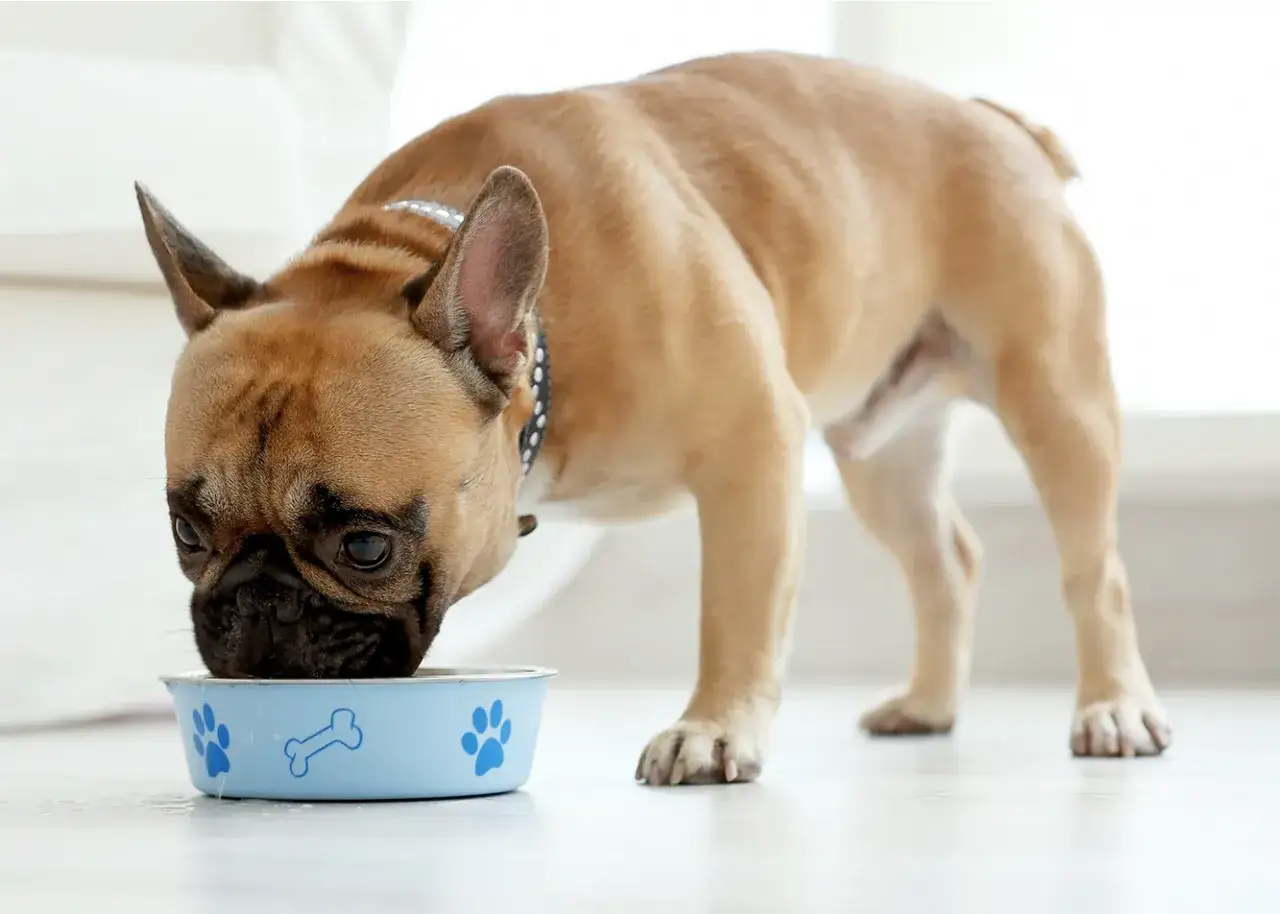 Czy pies może jeść mąkę? Dowiedz się, jakie mogą być zagrożenia