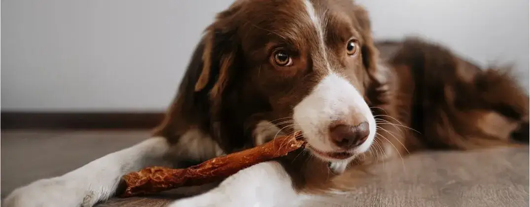 Szprotki dla psa: Tak, ale jak bezpiecznie? Poradnik eksperta