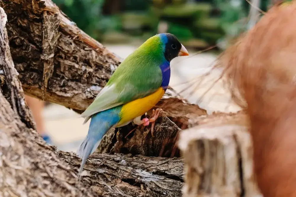 Jak ptaki się rozmnażają: fascynujący proces lęgowy i opieka nad młodymi