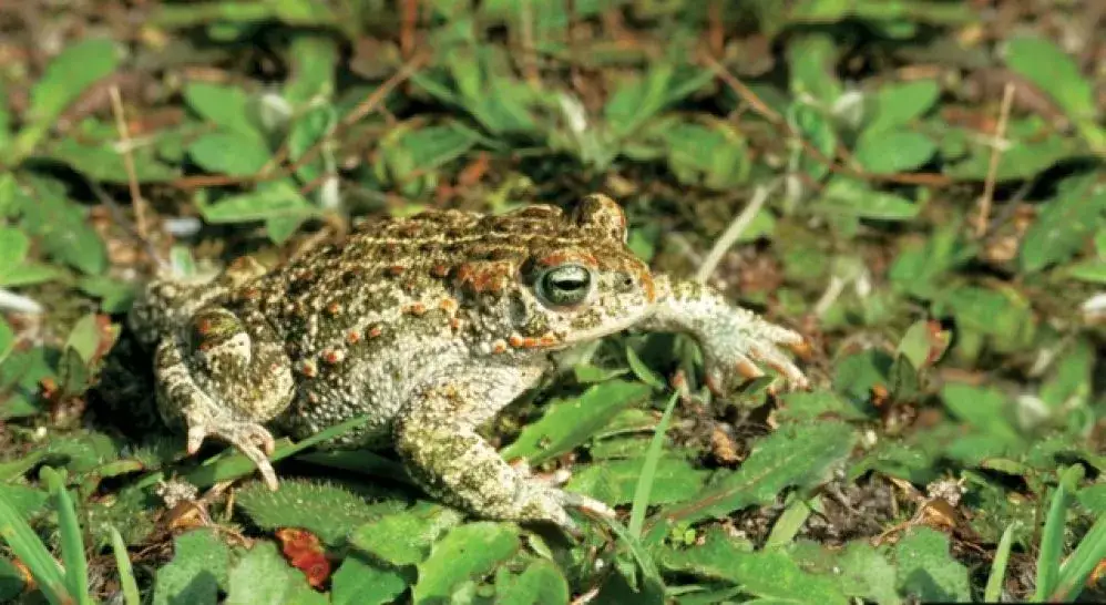 Czy jad ropuchy jest trujący dla psa? Objawy i jak chronić pupila