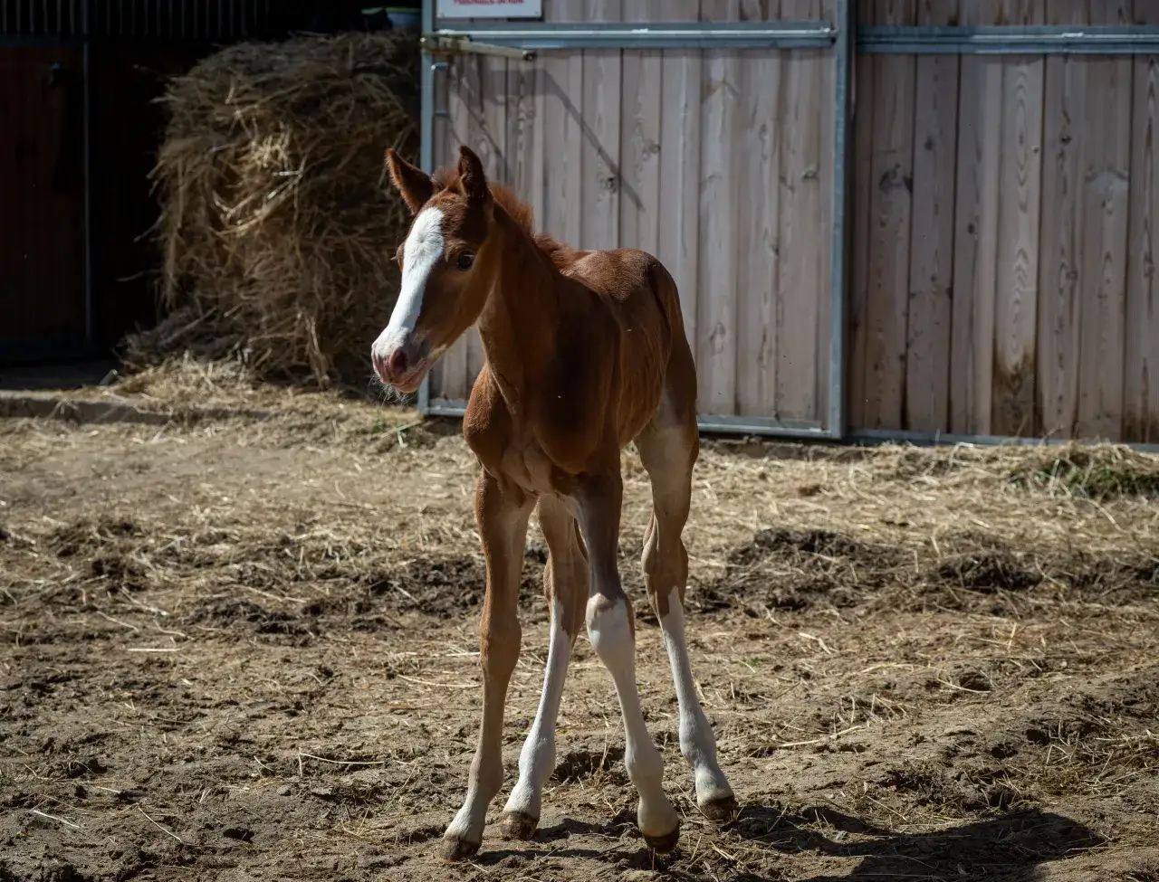 Brązowy źrebak z białą gwiazdką na czole stoi na wybiegu. Ciekawi Cię, ile trwa ciąża u konia?