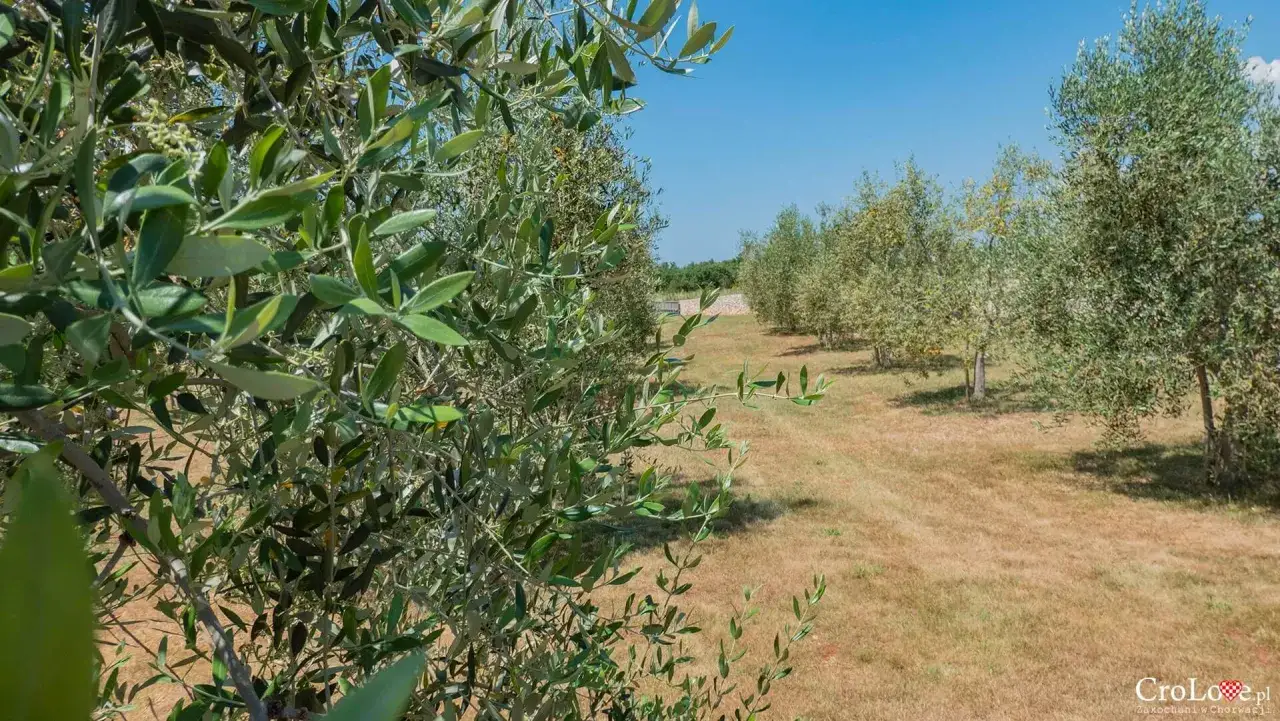 Chorwacka oliwa: Ile kosztuje i jak wybrać najlepszą?