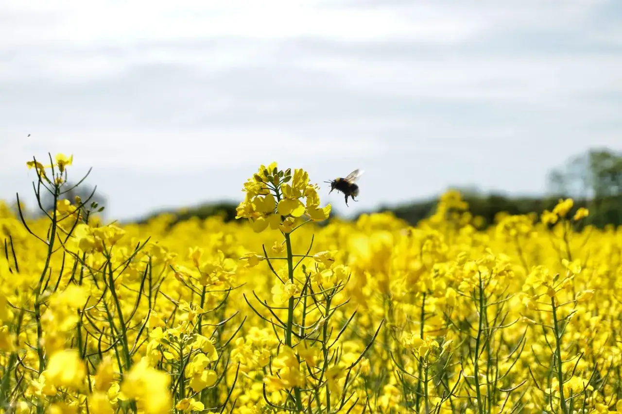 Miód biały jak smalec – poznaj jego właściwości i zastosowania
