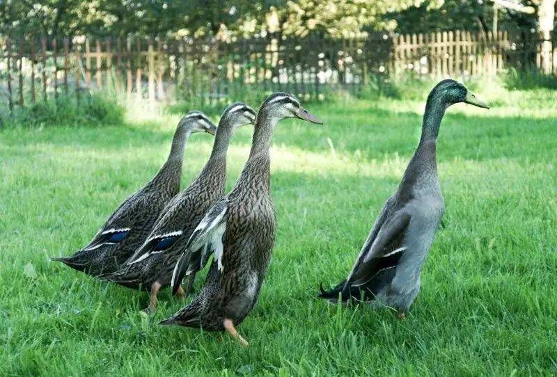 Czym się żywią dzikie kaczki? Odkryj ich zaskakującą dietę