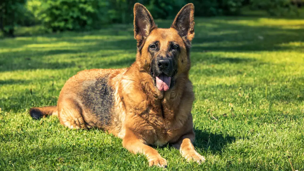 Jak długo żyją owczarki niemieckie? Odkryj tajemnice ich życia