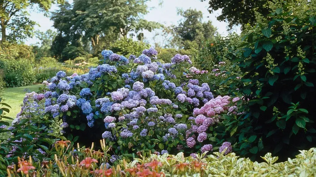 Jakie hortensje do ogrodu wybrać, aby cieszyć się pięknem kwiatów