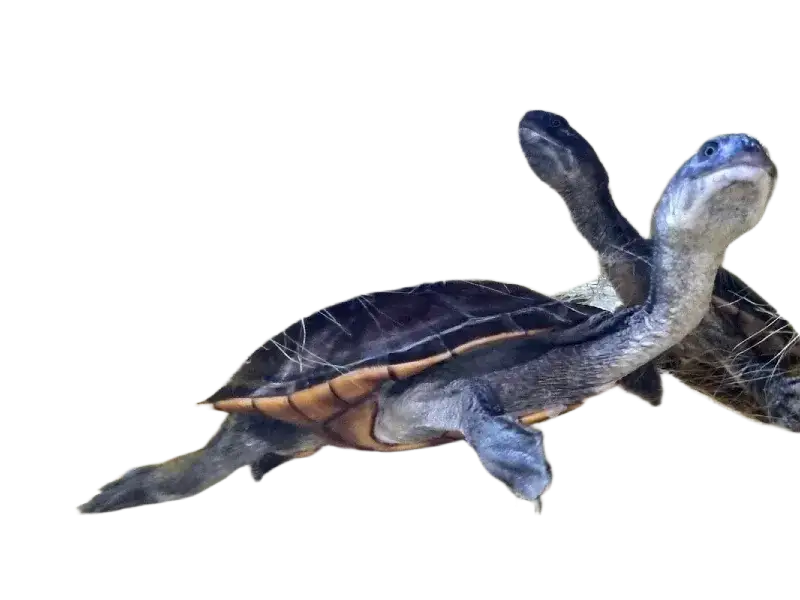 Jak legalnie kupić żółwia? CITES, koszty, adopcja pełny poradnik