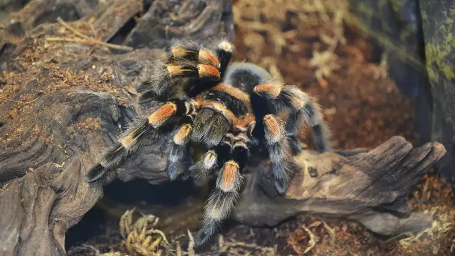 Skuteczne sposoby na schłodzenie terrarium i ochronę jego mieszkańców