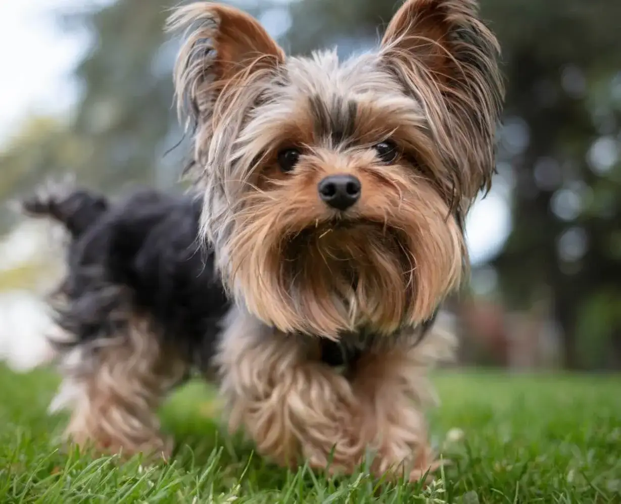 Jaki pies do mieszkania - najlepsze rasy dla małych przestrzeni