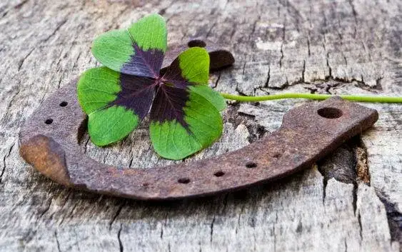 Czy podkowa naprawdę przynosi szczęście? Poznaj sekrety tego talizmanu!