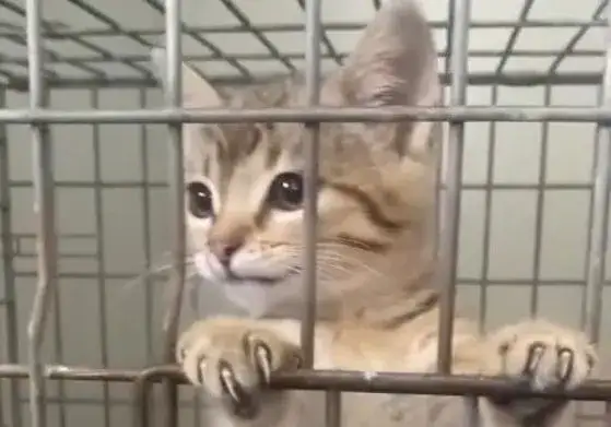 Jak tata mówi do kotka - zabawna anegdota z polskiej telewizji