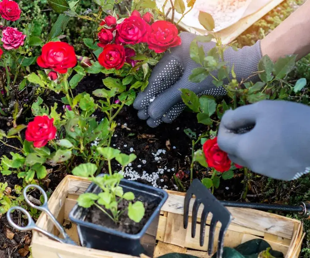 Kiedy nawozić róże? Kalendarz i praktyczny poradnik