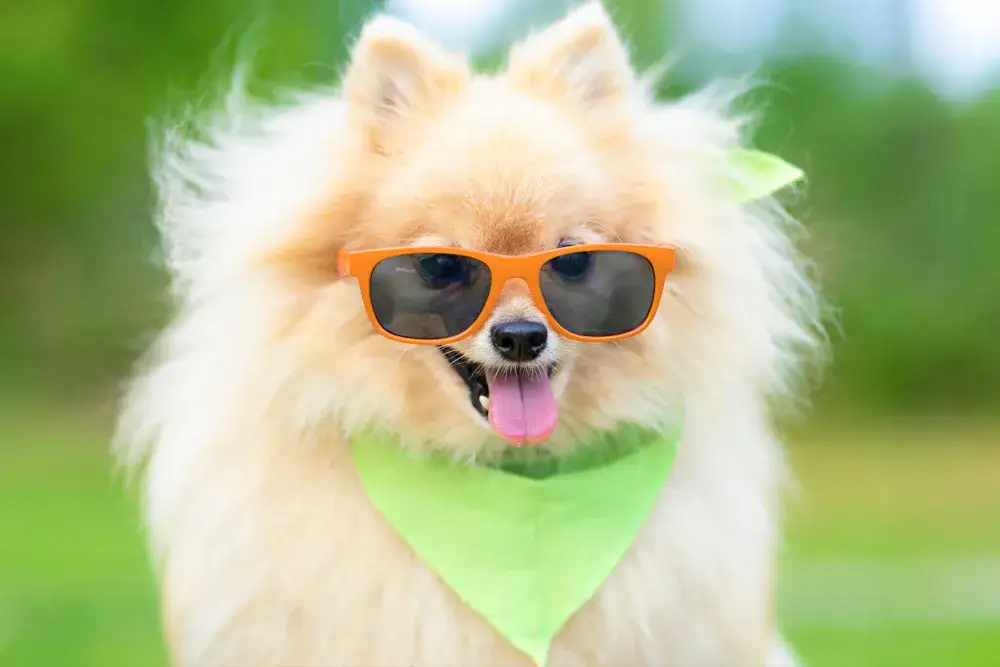 Szpic miniaturowy: różnice między sierścią a włosem i pielęgnacja