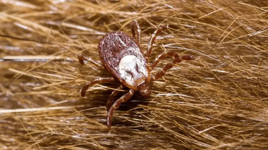 De qué se alimentan las garrapatas y cómo afectan a sus huéspedes