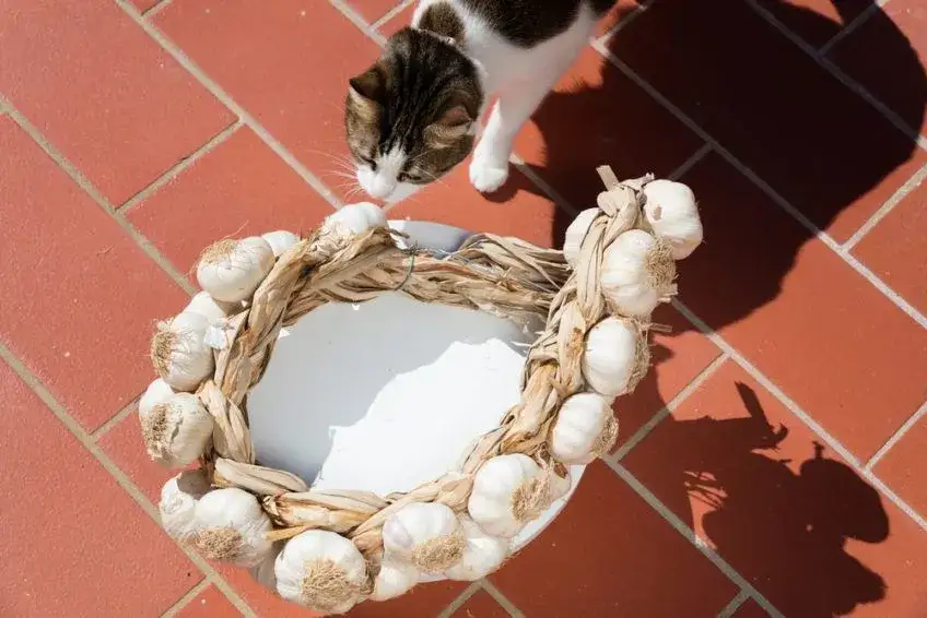 Czosnek dla kotów: dlaczego jest niebezpieczny i co robić?