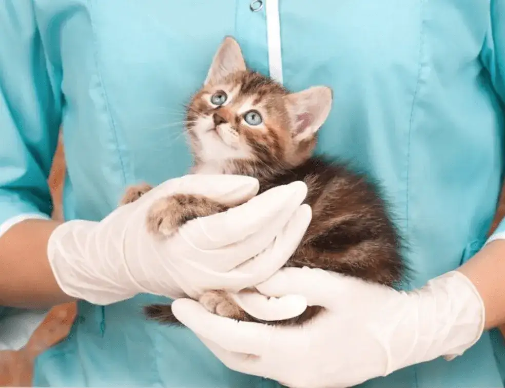 Jak zabrać dzikiego kota do weterynarza bez stresu i zagrożeń