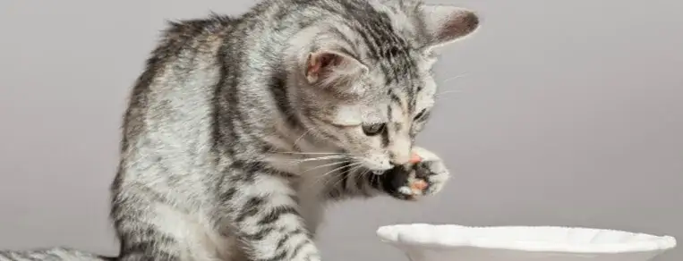 Jakie mleko dla małego kotka? Najlepsze opcje i ważne informacje