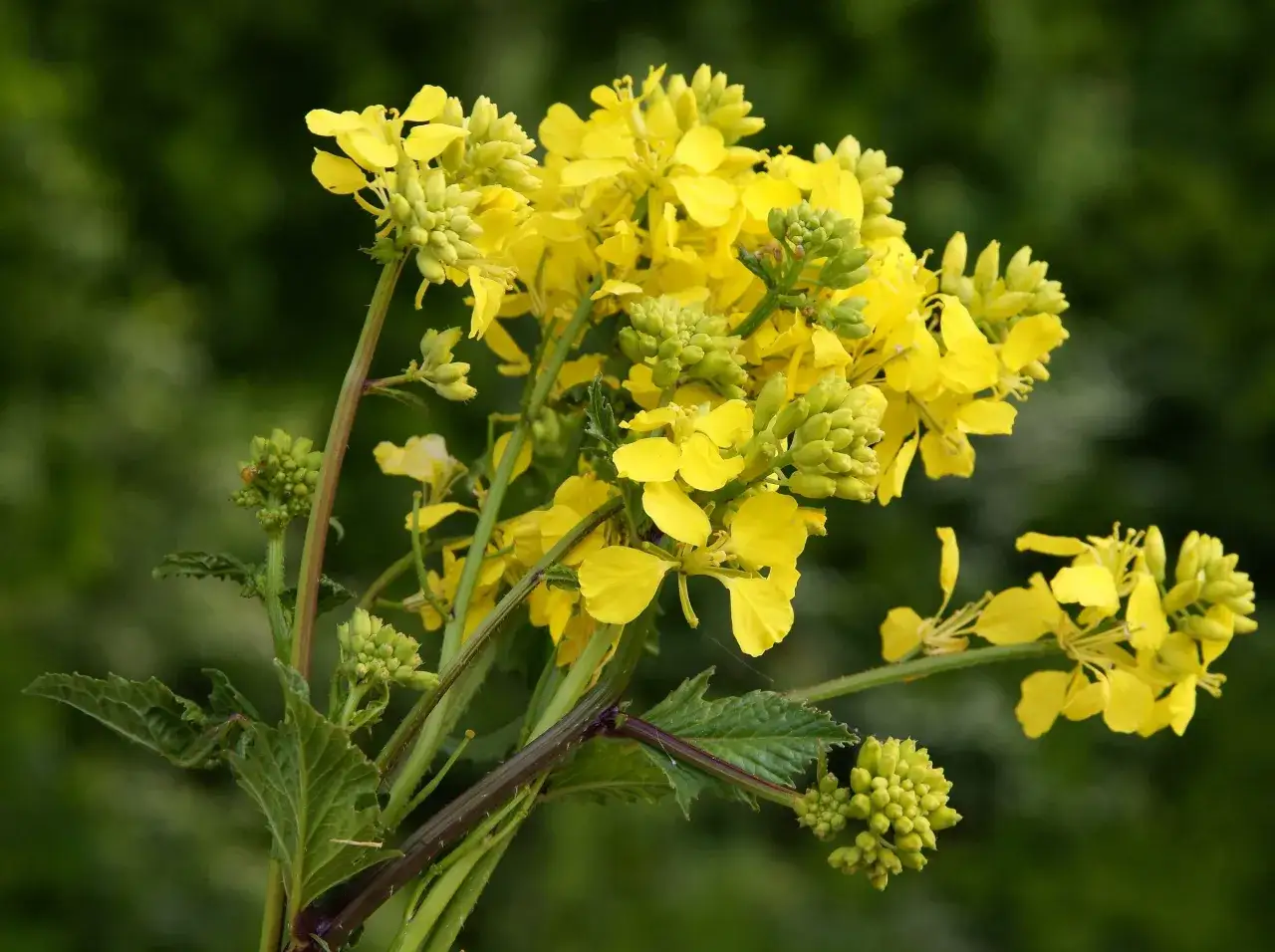 Ognicha polna: Poznaj wroga, chroń plony. Pełny poradnik