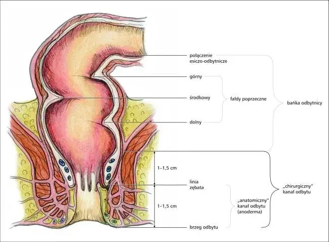 Krwawienie z odbytu jaki lekarz - jak uniknąć poważnych problemów zdrowotnych