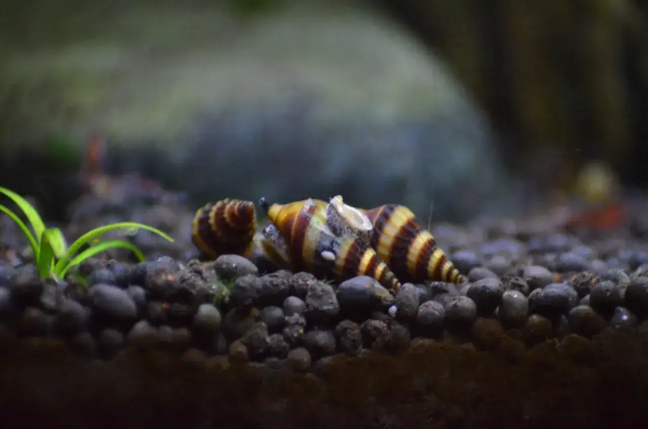 Plaga ślimaków w akwarium? Opanuj ją! Poradnik eksperta