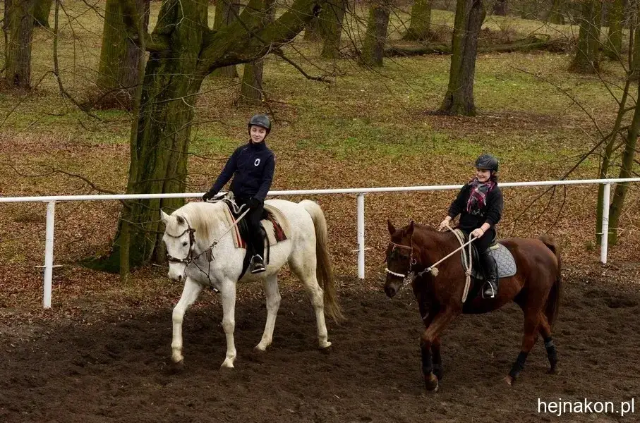 Jakie są przedmioty w technikum hodowli koni? Odkryj kluczowe informacje