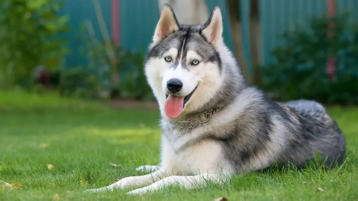 Pies jak husky – rasy o podobnym wyglądzie i charakterze, które warto poznać