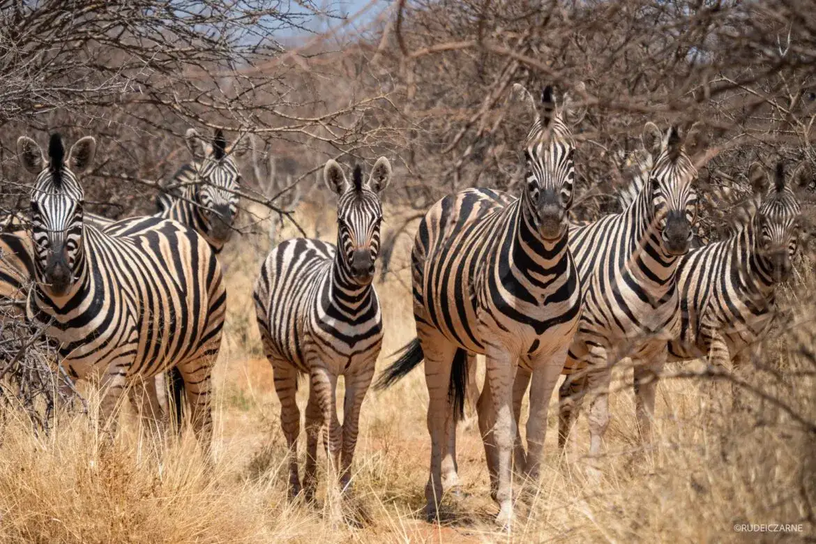 Sekrety drzew Afryki: Co musisz wiedzieć przed podróżą?