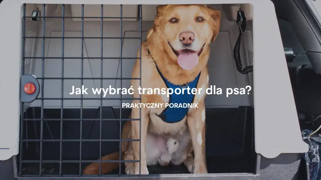 Transporter dla szczeniaka: jak wybrać idealny model dla pupila