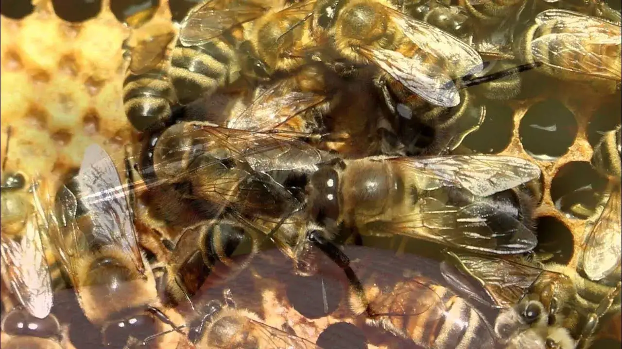 Jak rozmnażają się pszczoły? Odkryj sekrety ich niezwykłego życia