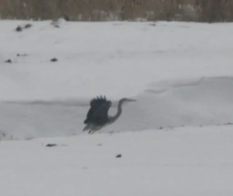 Gdzie zimują czaple? Odkryj zaskakujące miejsca ich zimowania