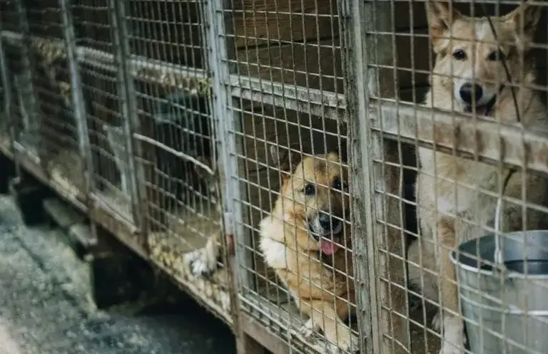 Jak sprawdzić czy hodowla jest zarejestrowana i uniknąć problemów