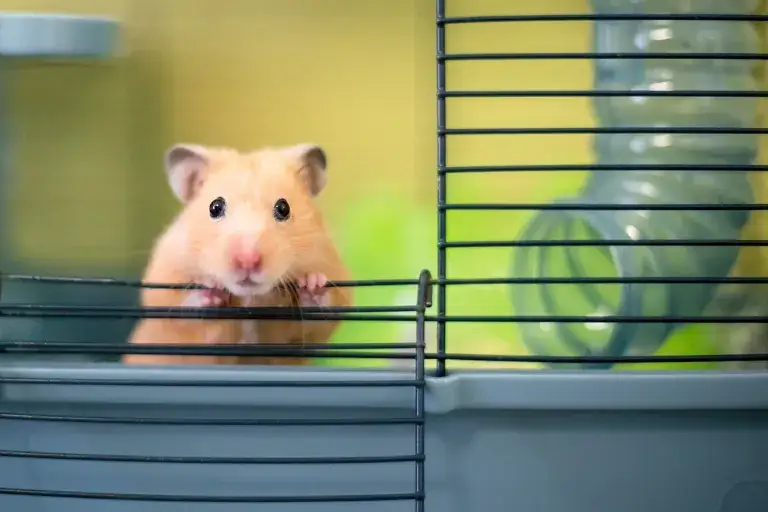 Jaka klatka dla chomika dżungarskiego zapewni mu komfort i zdrowie?