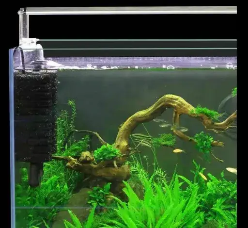 Jak czyścić filtr gąbkowy w akwarium, aby nie stracić pożytecznych bakterii