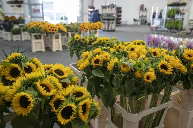 Jak dojechać do giełdy kwiatowej w Krakowie – proste trasy i wskazówki