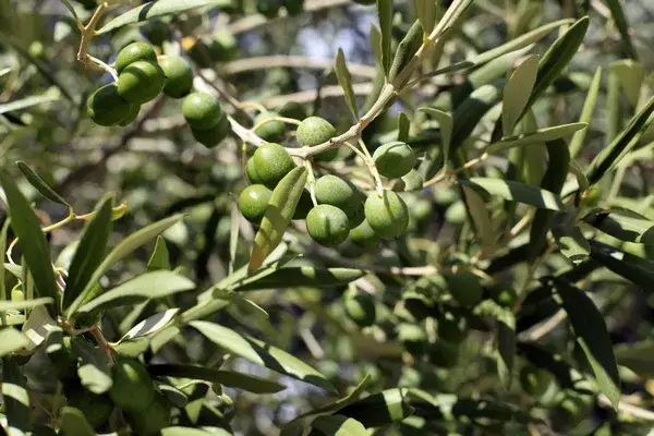 Oliwki które rosną na polskich drzewach - jak je uprawiać skutecznie