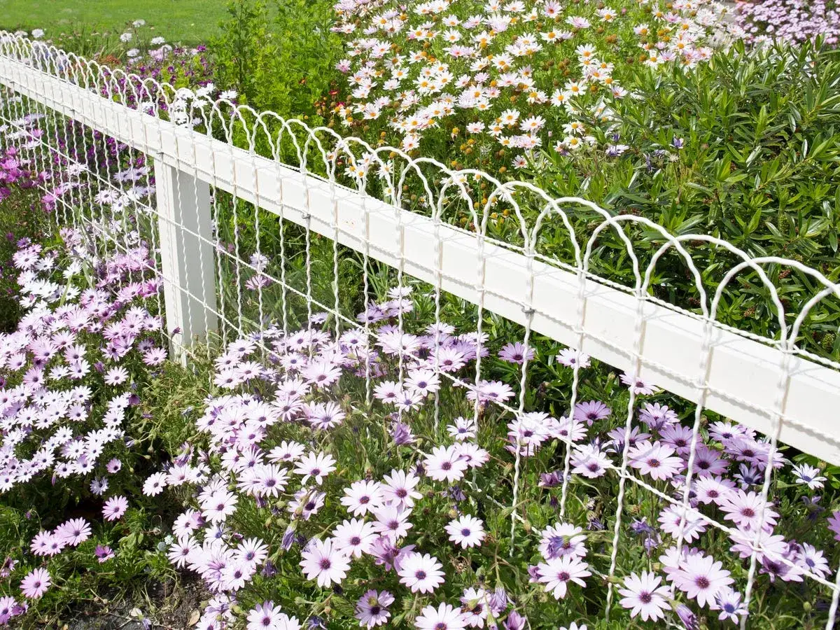 Kwiatowa rabata wzdłuż białego ogrodzenia, pełna fioletowych i białych margaretek.