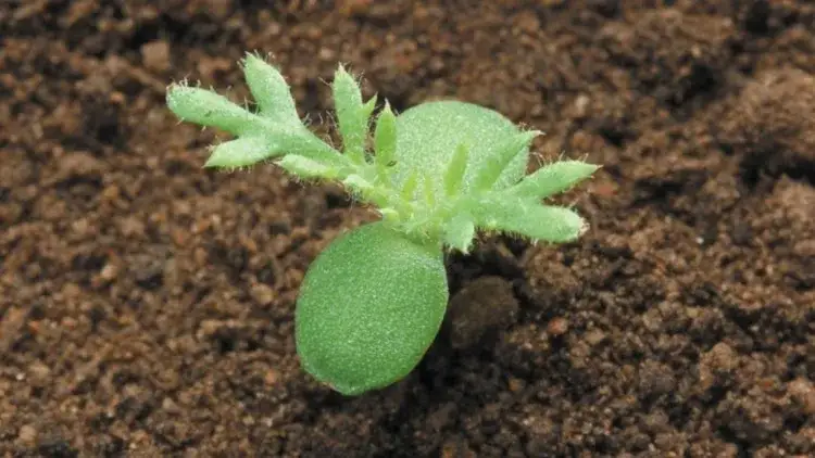 Chwast rumian polny - jak skutecznie zwalczać i chronić plony